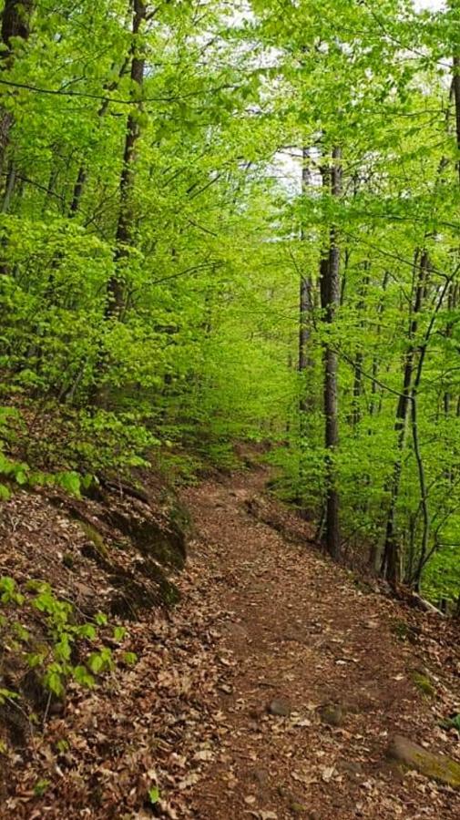 Ferienwohnungen Im Herzen Des Pfaelzerwaldes Elmstein Eksteriør bilde